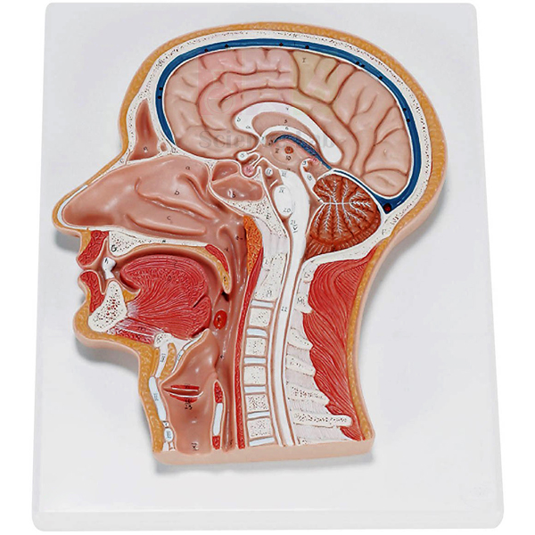 Human Head and Neck Model